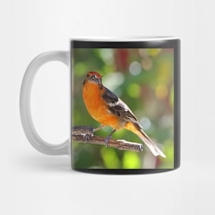 Baltimore Oriole Mug